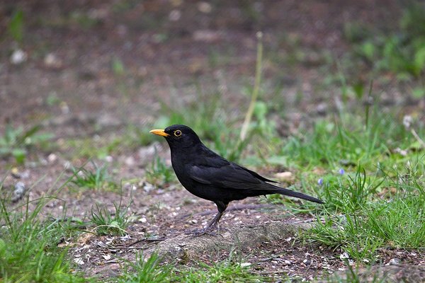IMG07817-Px.jpg