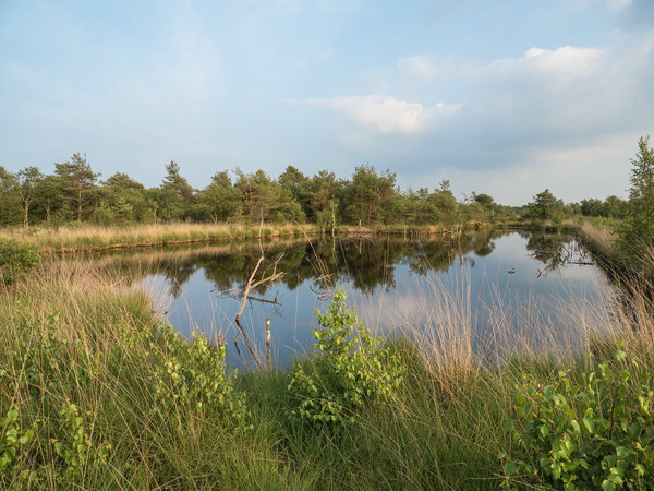 Hohes MoorP6116799.jpg