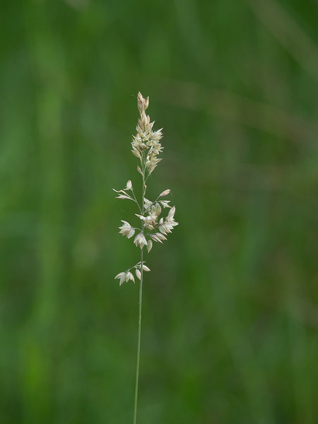 Hohes MoorP6116741.jpg