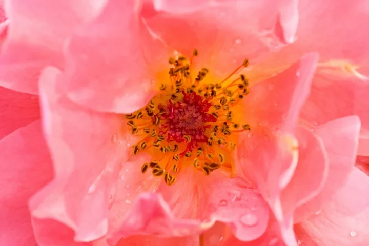 RoseRosaMcroShowmeyourheartCLFINRETFINFINFINDENOISE_720x480.webp