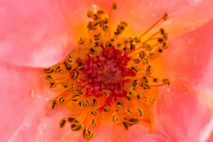 RoseRosaMcroShowmeyourheartCLCROPFORBEES_720x480.webp
