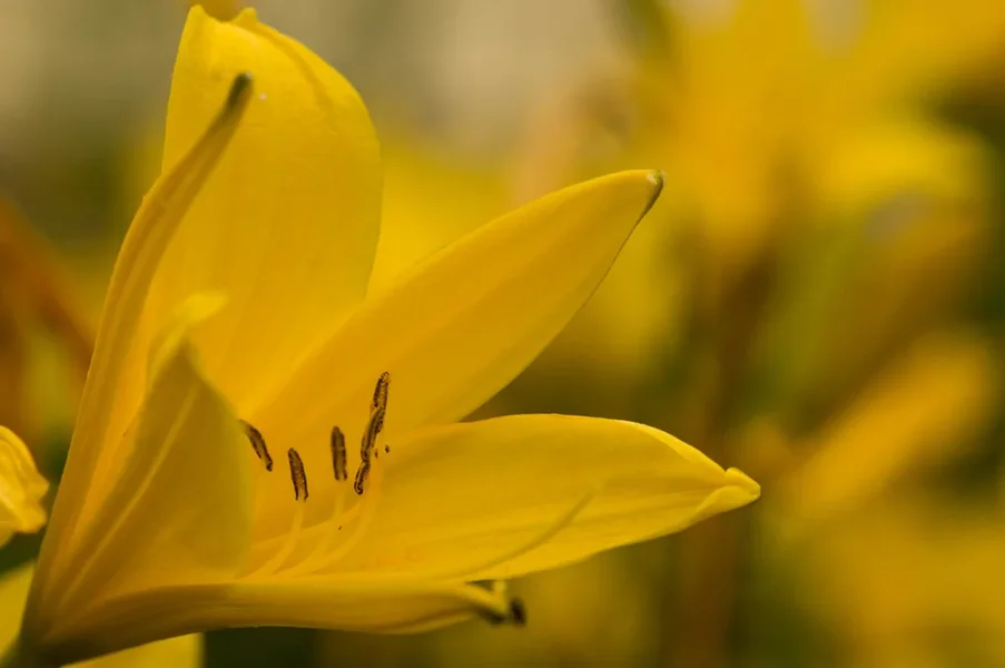 IMGP6401.webp