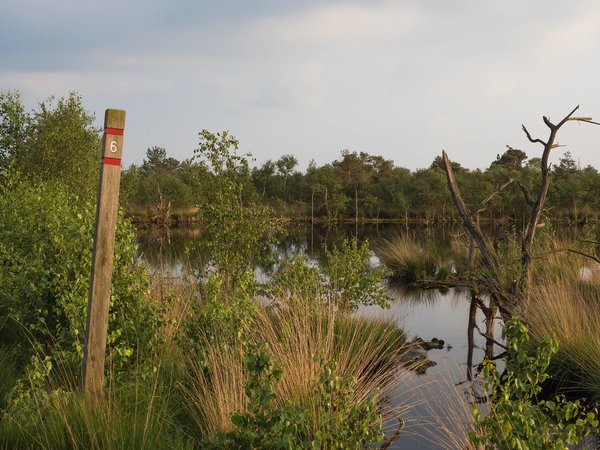 Hohes MoorP6116807.jpg