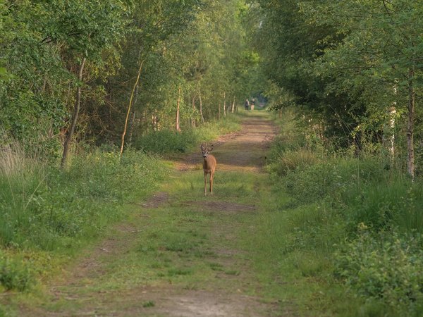 Hohes MoorP6116827.jpg