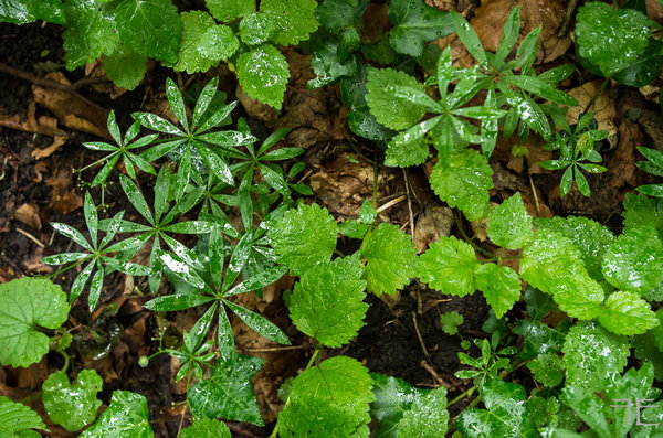 20190616-_IGP5701.jpg 20190616-_IGP5701.jpg