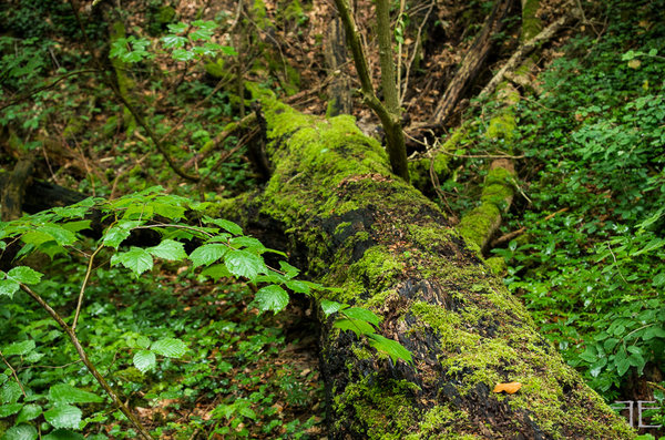 20190616-_IGP5712.jpg 20190616-_IGP5712.jpg