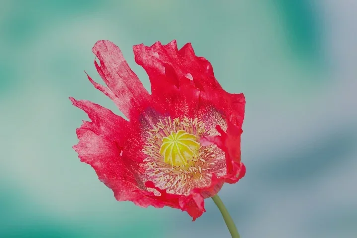 MohnSchlafmohnRotPsychoHGCL90280MANBEENDVERSIONMONTAGE#1_719x480.webp