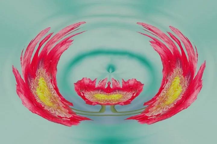 MohnSchlafmohnRotPsychoHGCL90280FANTASYOPIUMRAUSCHRECHTECK_720x479.webp