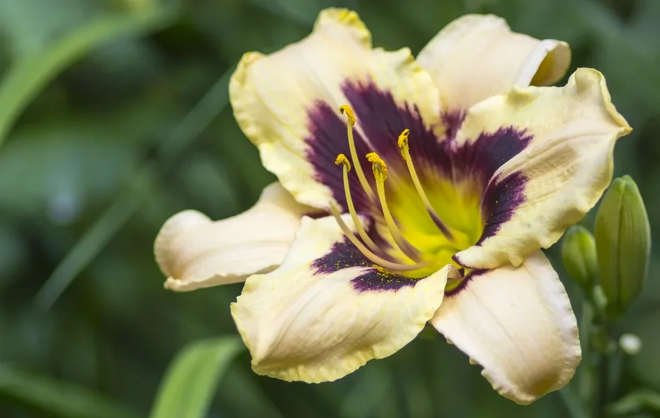 2019 GartenP6196876.webp