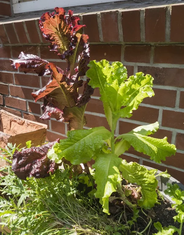 2019 GartenP6196898.webp