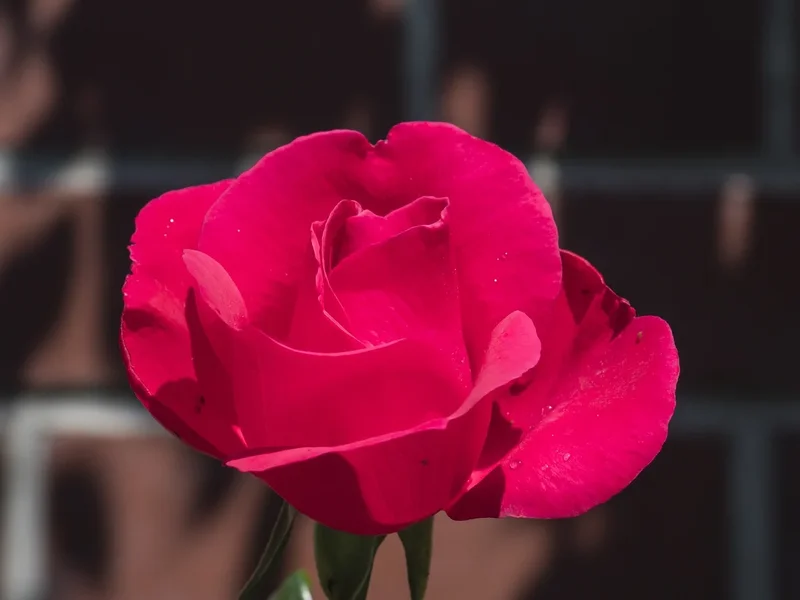 2019 GartenP6196902.webp