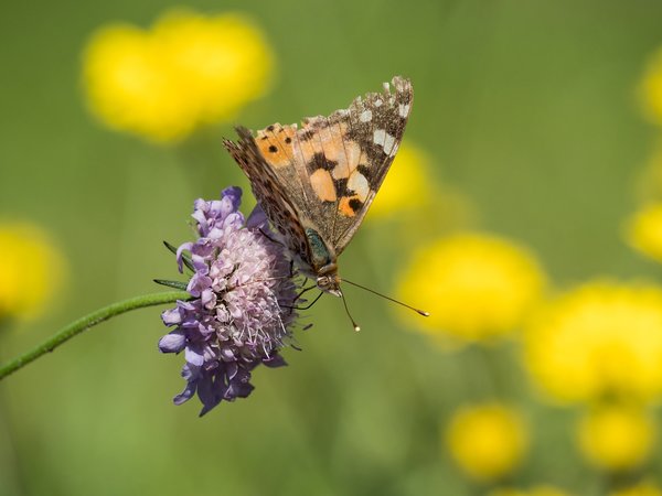 2019 Hohes Moor forumP6220007.jpg