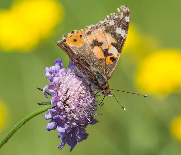 2019 Hohes Moor forumP6220008.jpg