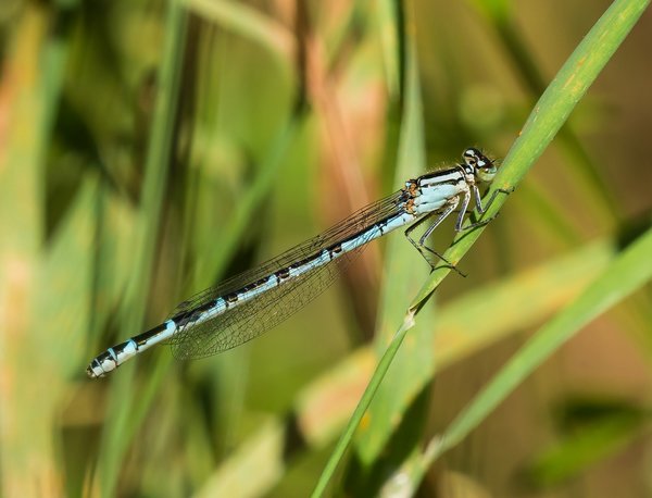 2019 Hohes Moor forumP6230013.jpg