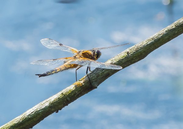 2019 Hohes Moor forumP6230018.jpg