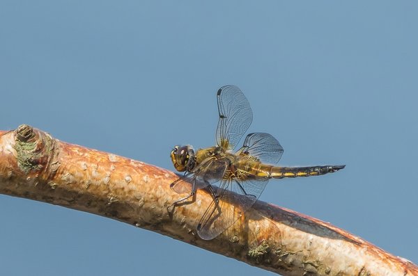 2019 Hohes Moor forumP6230032-Bearbeitet.jpg