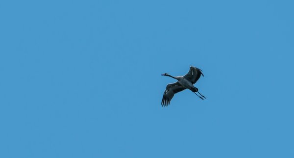 2019 Hohes Moor forumP6230039-Bearbeitet.jpg