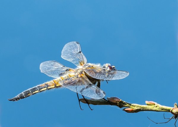 2019 Hohes Moor forumP6230040.jpg