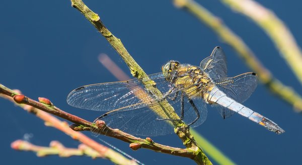 2019 Hohes Moor forumP6230051-Bearbeitet.jpg