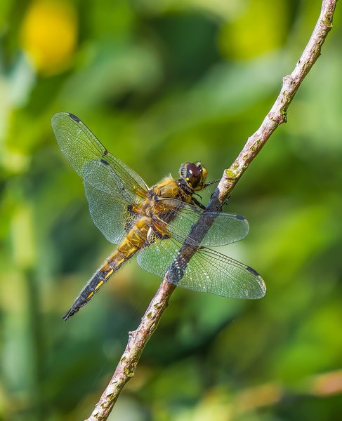 2019 Hohes Moor forumP6230053-Bearbeitet.jpg