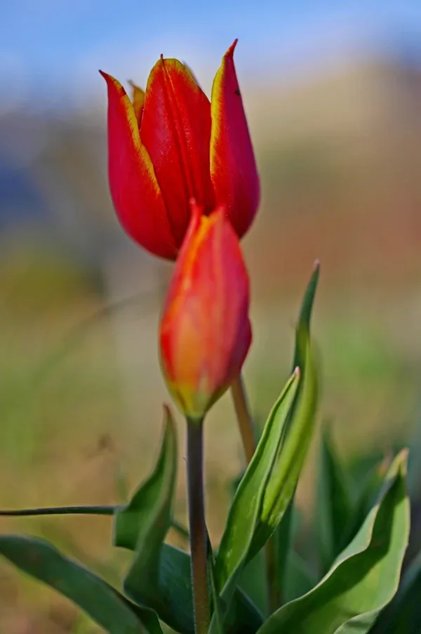 IMGP7199-1.webp