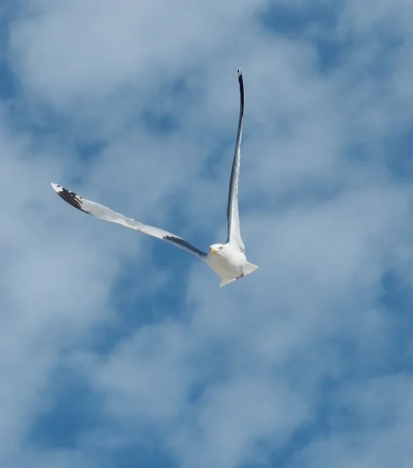 Möwe 1.jpg Möwe 1.jpg