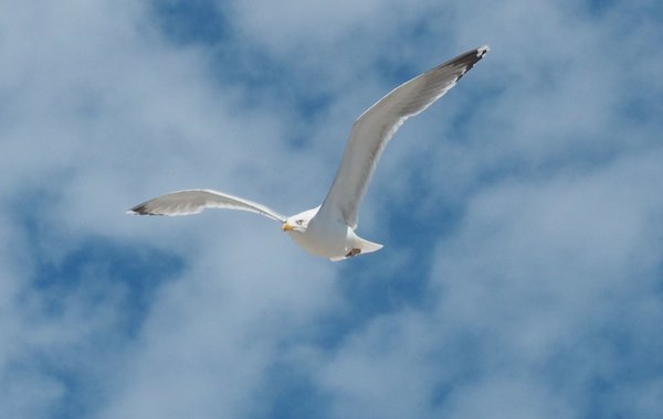 Möwe 3.jpg Möwe 3.jpg