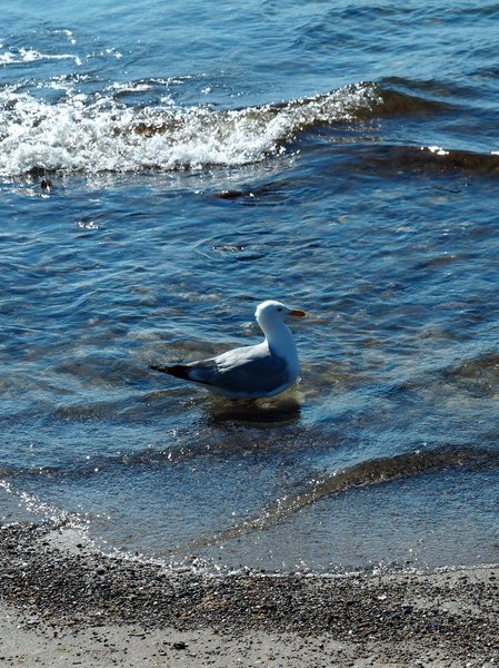 Möwe 4.jpg Möwe 4.jpg