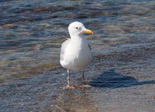 Möwe 5.jpg Möwe 5.jpg