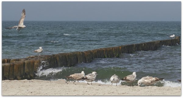 comp_zingst_strand-04.jpg comp_zingst_strand-04.jpg