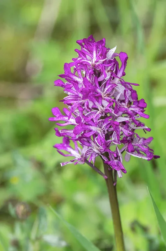 20160528-IMGP2896 Pelorie Knabenkraut.webp