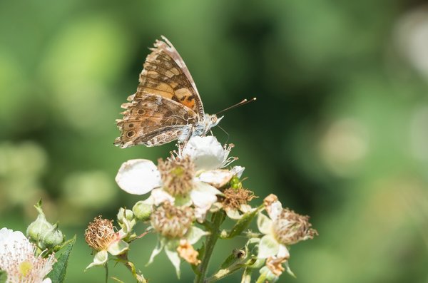 2019 Hohes Moor forumP6230059.jpg