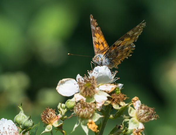 2019 Hohes Moor forumP6230061.jpg