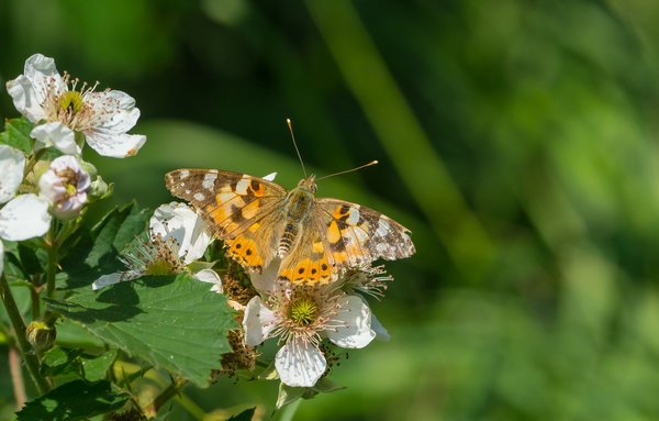 2019 Hohes Moor forumP6230062.jpg