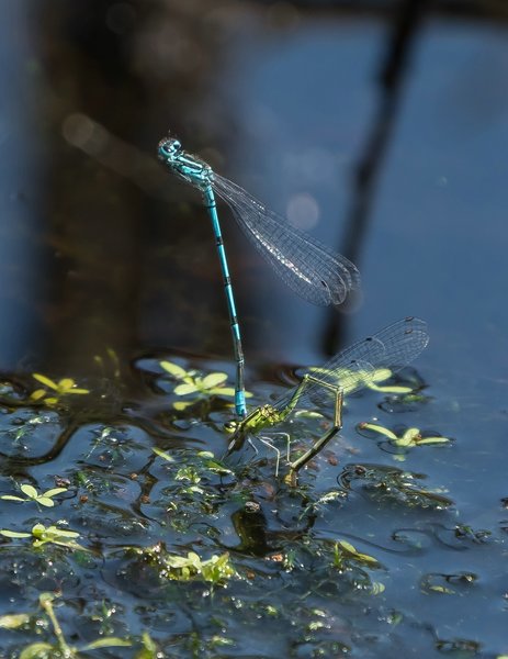 2019 Hohes Moor forumP6230081.jpg