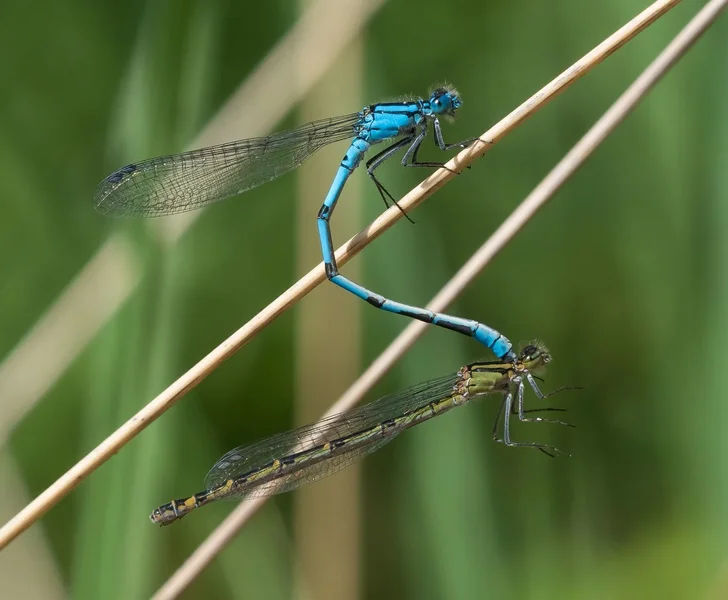 2019 Hohes Moor forumP6230095.webp