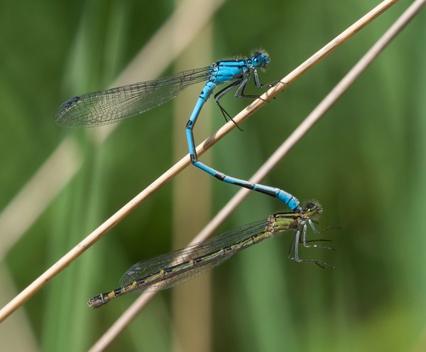 2019 Hohes Moor forumP6230095.jpg