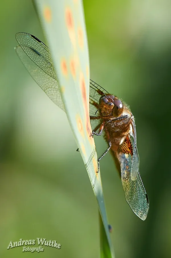 AK3_2760_C1.webp