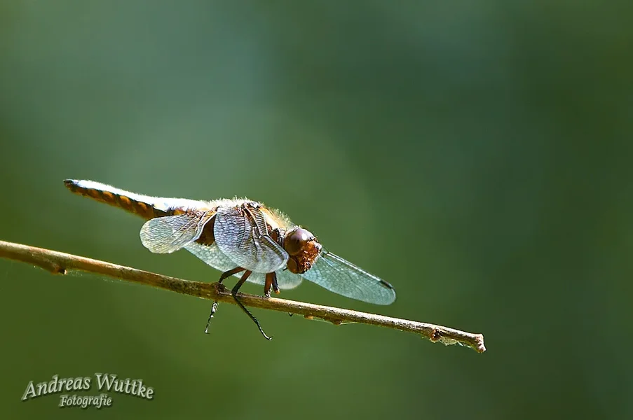 AK3_2779_C1.webp