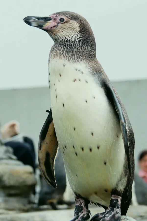 Pinguine 1.webp