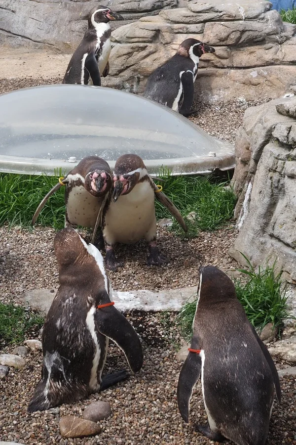 Pinguine 3.webp