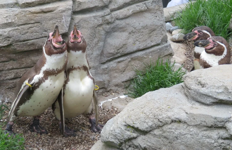 Pinguine 8.webp