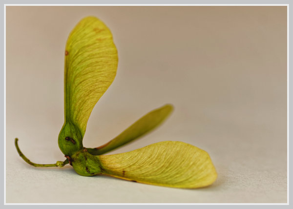 _small__IGP5354_2_DxO.JPG
