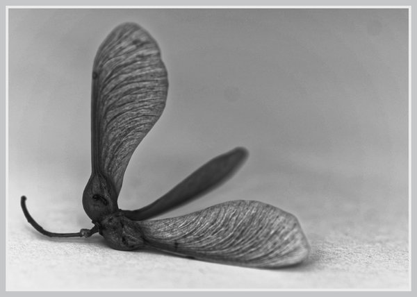 _small__IGP5354_3_DxO.JPG
