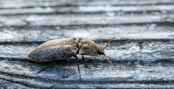 Prerow 2019_ 698.jpg