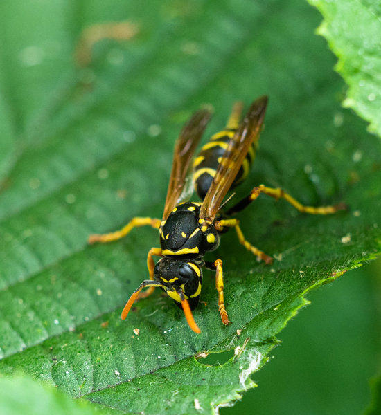 Garten Juli 19_18.jpg