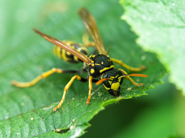 Garten Juli 19_23.jpg
