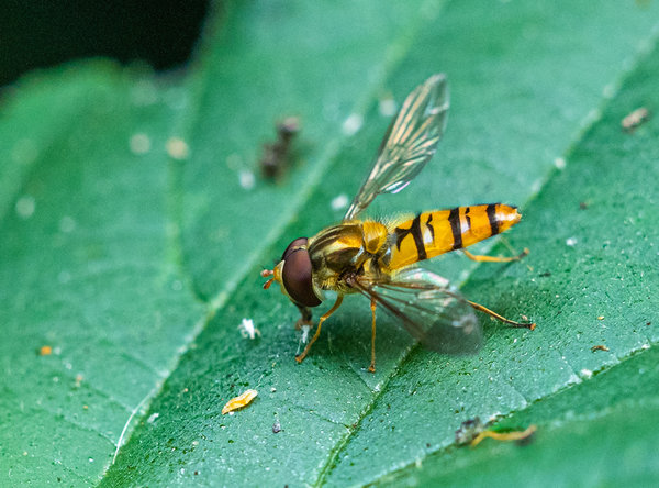 Garten Juli 19_77.jpg