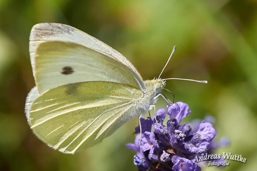 AK3_2858_C1.webp