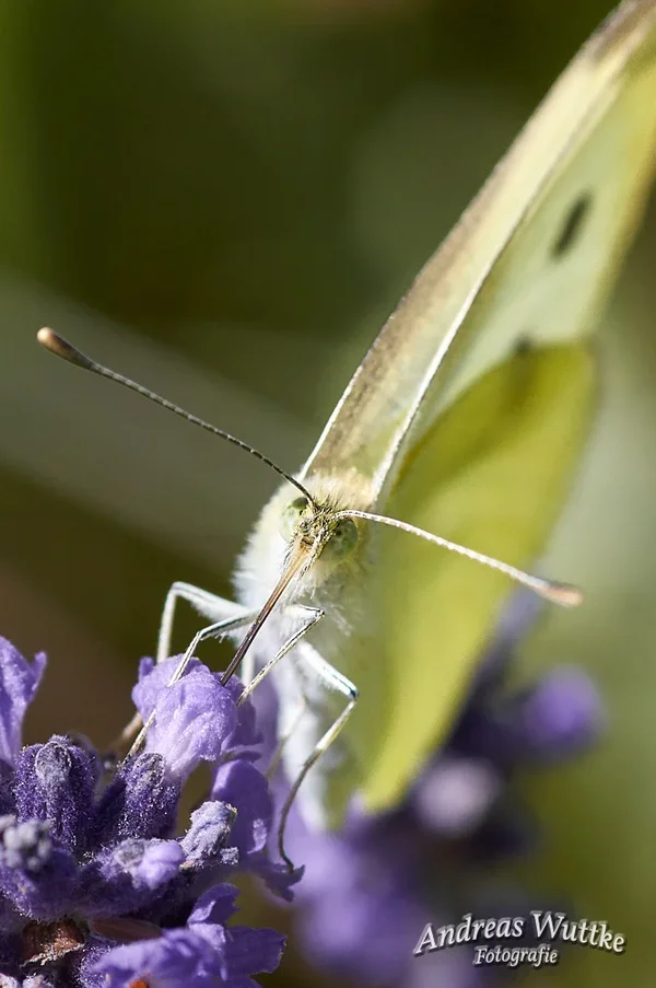 AK3_2861_C1 1.webp